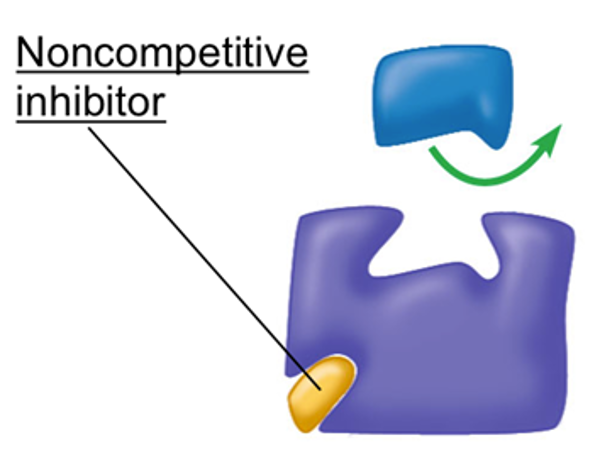 <p><span>The inhibitor molecule binds with the enzyme in <strong>another part of the enzyme (allosteric site), not at the active site</strong>.</span></p><p><span>This binding <strong>alters the shape </strong>of the enzyme, and therefore it’s active site.</span></p><p><span>The enzyme cannot successfully form an enzyme-substrate complex.</span></p><p></p>
