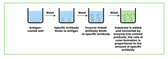 <p>1. Well is coated with antigen </p><p>2. Specific antibody is added which binds to antigen </p><p>3. Enzyme-linked antibody binds to specific antibody </p><p>4. Substrate is added and converted by enzyme into coloured product</p>