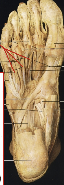 <p>What muscle, layer, action and innervation is this?</p>