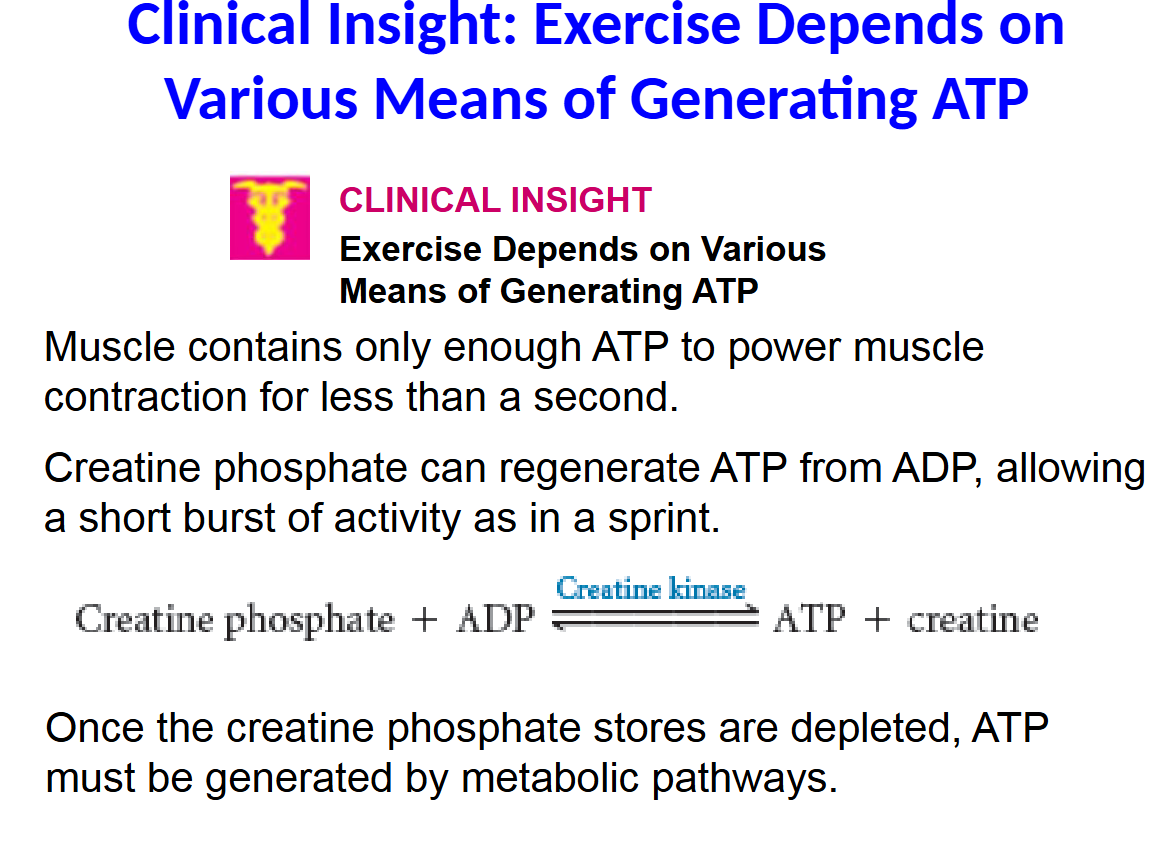 <p>Muscle contains only enough ATP to power muscle contraction for less than a second.</p><p>Creatine phosphate can regenerate ATP from ADP, allowing a short burst of activity as in a sprint.</p><p>Once the creatine phosphate stores are depleted, ATP must be generated by metabolic pathways.</p>