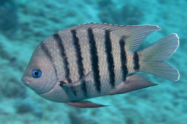 <p>Abudefduf bengalensis</p>