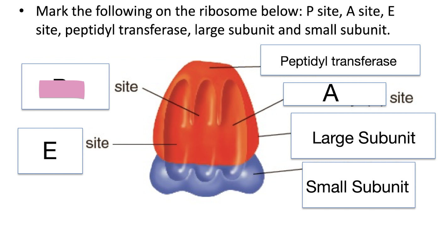 <p>Mark the following on the ribosome below: P site, A site, E site, peptidyl transferase, large subunit and small subunit</p>