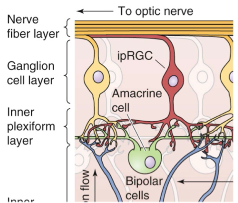 <p>De sender information om <strong>lysniveau og især blåt lys</strong> til hjernen, blandt andet til <strong>hypothalamus</strong>, så den <strong>cirkadiske rytme synkroniseres med døgnets lys/mørke-cyklus</strong>, de <strong>hæmmer melatoninproduktionen</strong> og bidrager til hjernens <strong>sleep-wake regulering</strong>.</p>