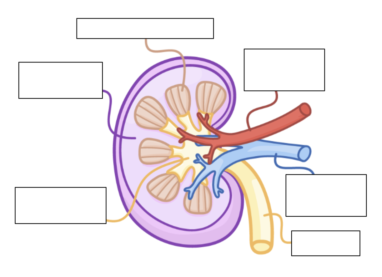 <p>can you label this diagram of the kidney? </p>