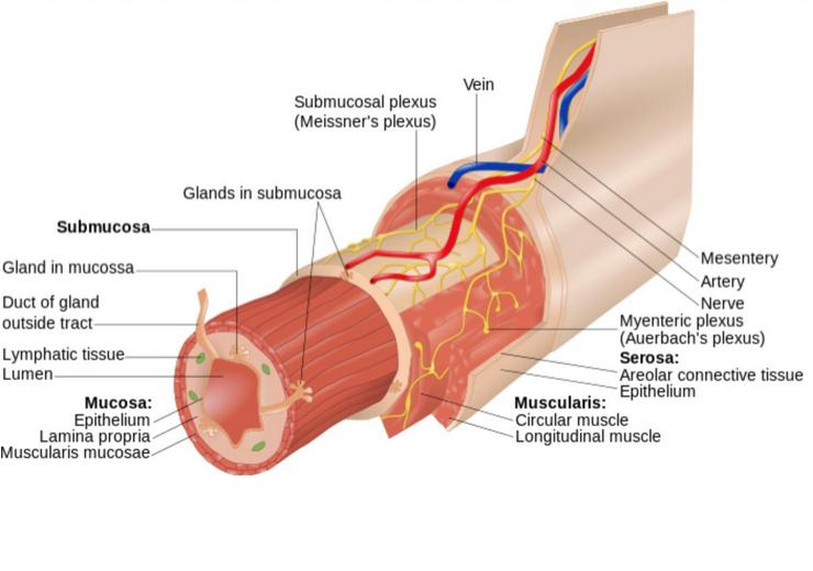 <p>myenteric plexus</p>