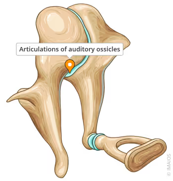<p>what are the 3 ossicles in the ear</p>