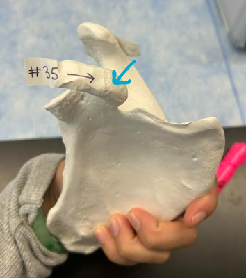 <p>ID scapula region</p>