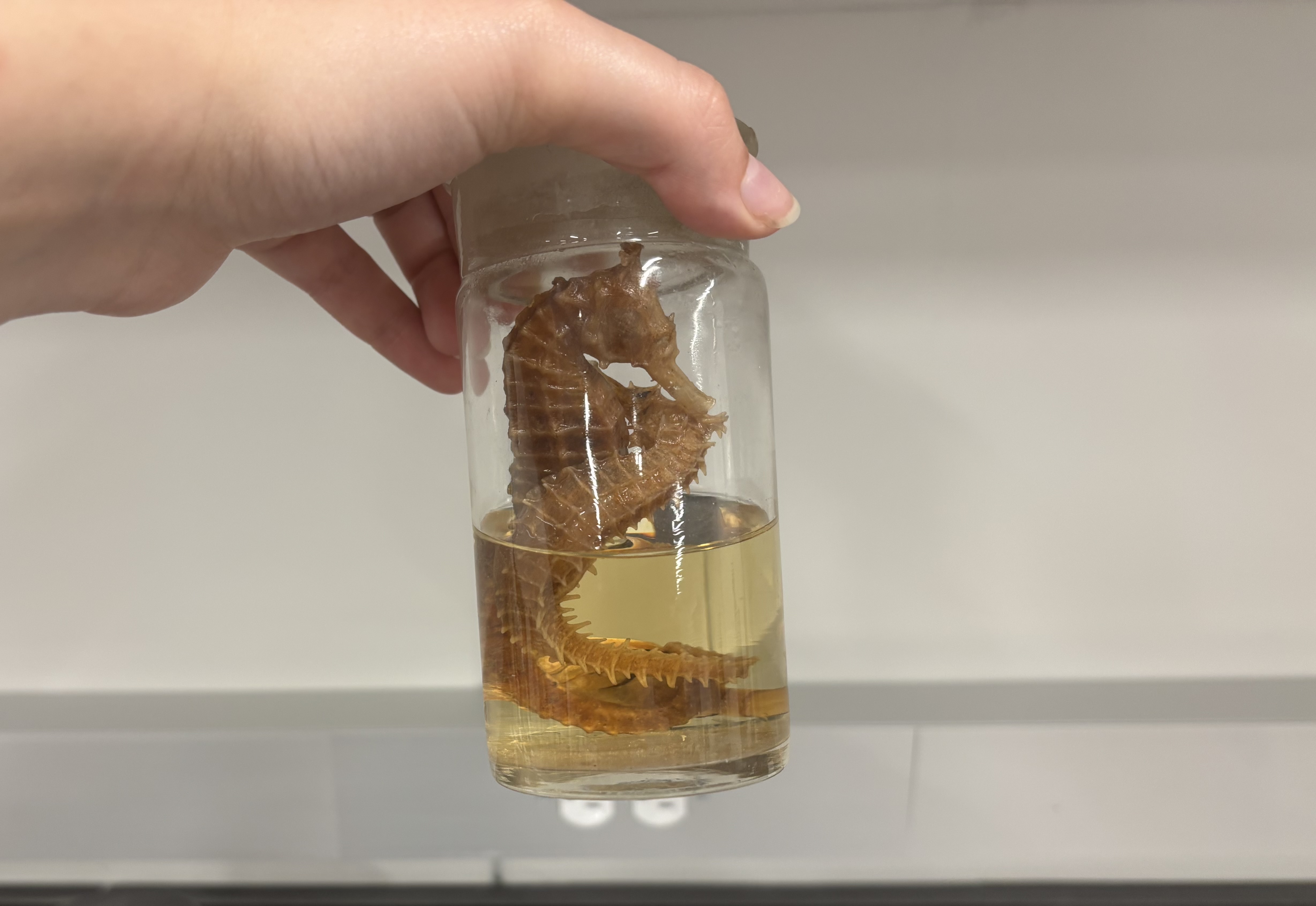 <p>What is this (phylum, subphylum, superclass, class, common name)?</p>