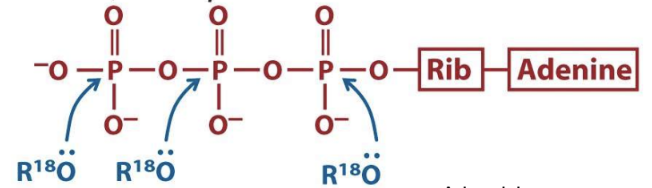 <p>What are the three ATP attack positions?</p>