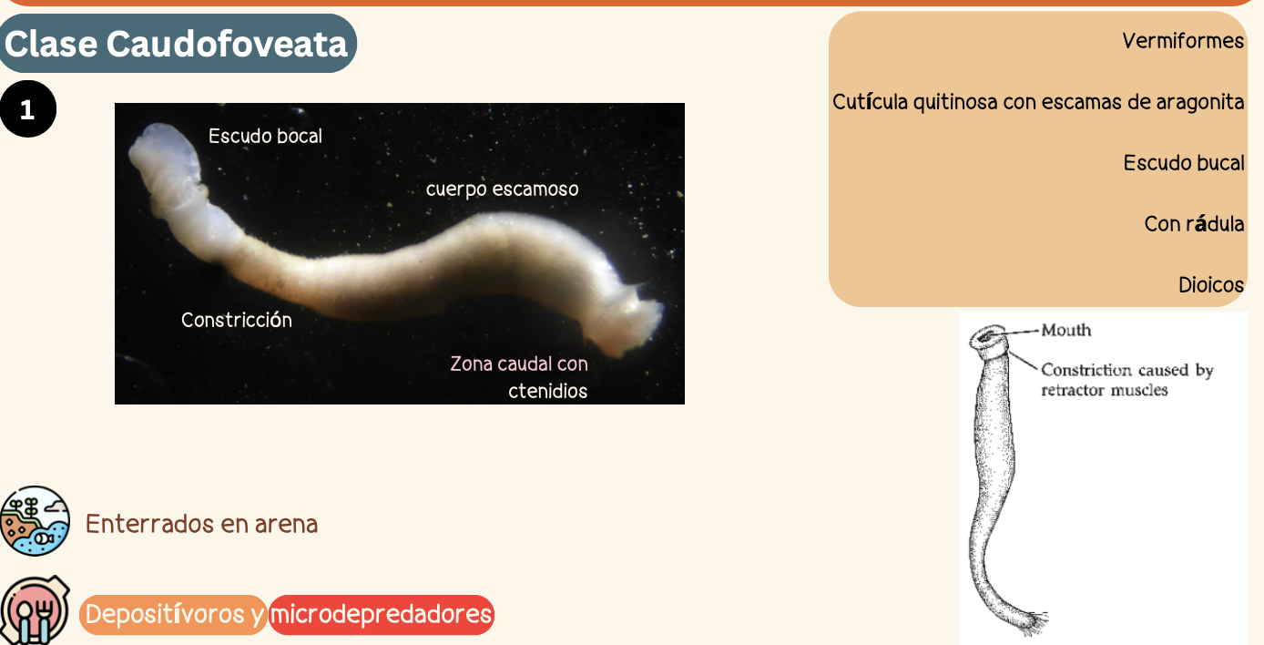 <p><strong>FILO </strong>Mollusca.<strong><br>CLASE </strong>Caudofoveata.<strong><br>CARACTERÍSTICAS </strong>Cuerpo veriforme (gusano), cutícula quitinosa con escamas de aragonita, escudo bucal, Dioicos.<br><strong>CON RÁDULA</strong> <strong><br>ALIMENTACIÓN </strong>Depositívoros y Microdepredadores.<strong><br>HÁBITAT </strong>Enterrados en arena.</p>