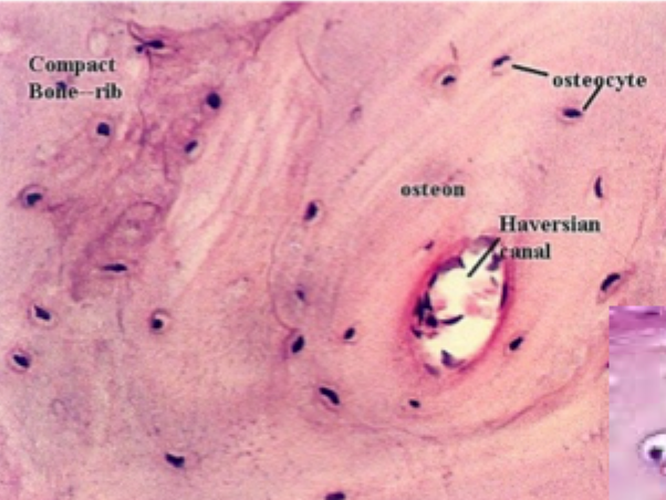<p>Hvorfor er knogle hårdt?</p>
