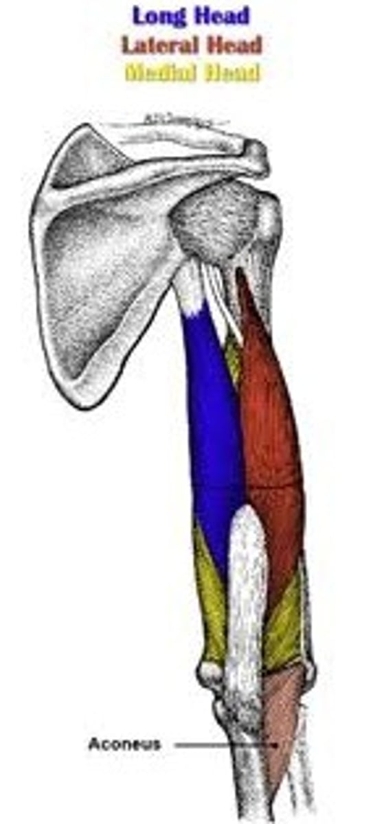 <p>outer tricep</p>
