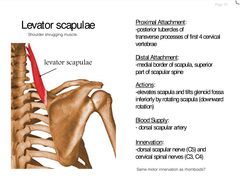 <p>Medial border of scapula from superior angle to root of the spine</p>