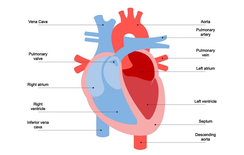 <ol><li><p>aorta: carries oxygen-rich blood away from the left ventricle and distributes it to the rest of the body.</p></li><li><p>pulmonary artery: branches (right and left) carrying blood to lungs for oxygenation</p></li><li><p>pulmonary vein: return oxygenated blood from lungs to left atrium</p></li><li><p>left atrium: upper left receiving chamber of the heart</p></li><li><p>left ventricle: lower left pumping chamber with thickest muscular wall</p></li><li><p>spetum: separate structures so they can perform their specific functions without interference</p></li><li><p>decending aorta: the descending portion specifically feeds the lower body</p></li><li><p>inferior vena cava: large vein bringing deoxygenated blood from lower body to right atrium</p></li><li><p>right ventricle: lower right pumping chamber, sends blood to lungs</p></li><li><p>right atrium: upper right receiving chamber of the heart</p></li><li><p>pulmonary valve: three-cusped valve at exit of right ventricle</p></li><li><p>superior vena cava: large vein bringing deoxygenated blood from upper body to right atrium</p></li></ol><p></p>