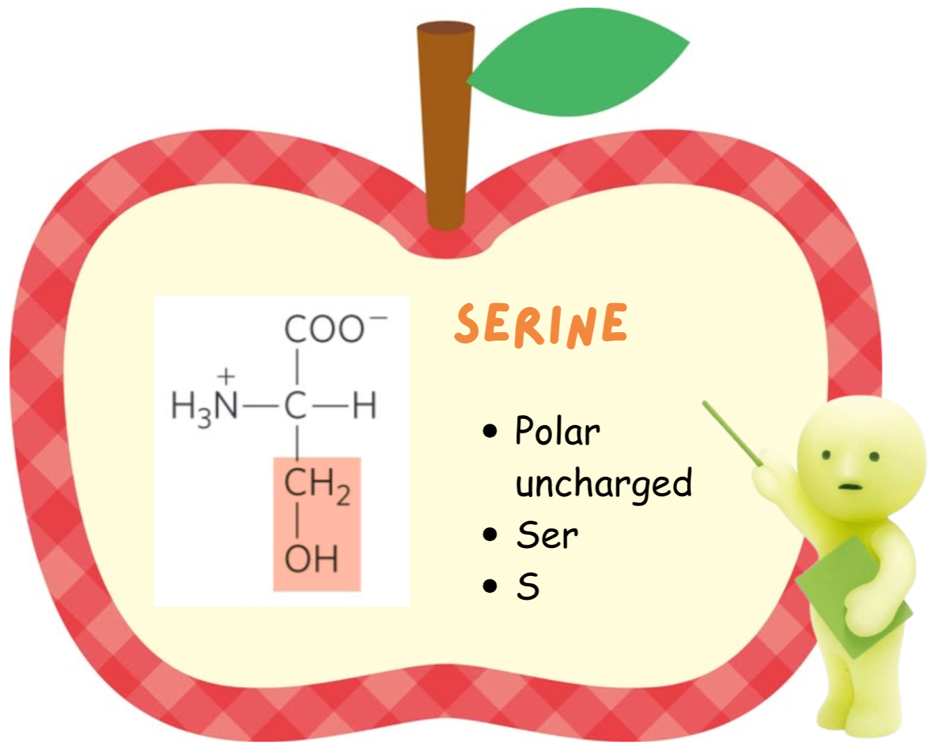 <ul><li><p>Serine</p></li><li><p>polar uncharged</p></li><li><p>Ser</p></li><li><p>S</p></li></ul><p></p>