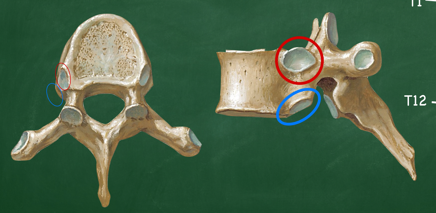 <p>What structure articulates with the rib head on a thoracic vertebrae?</p>
