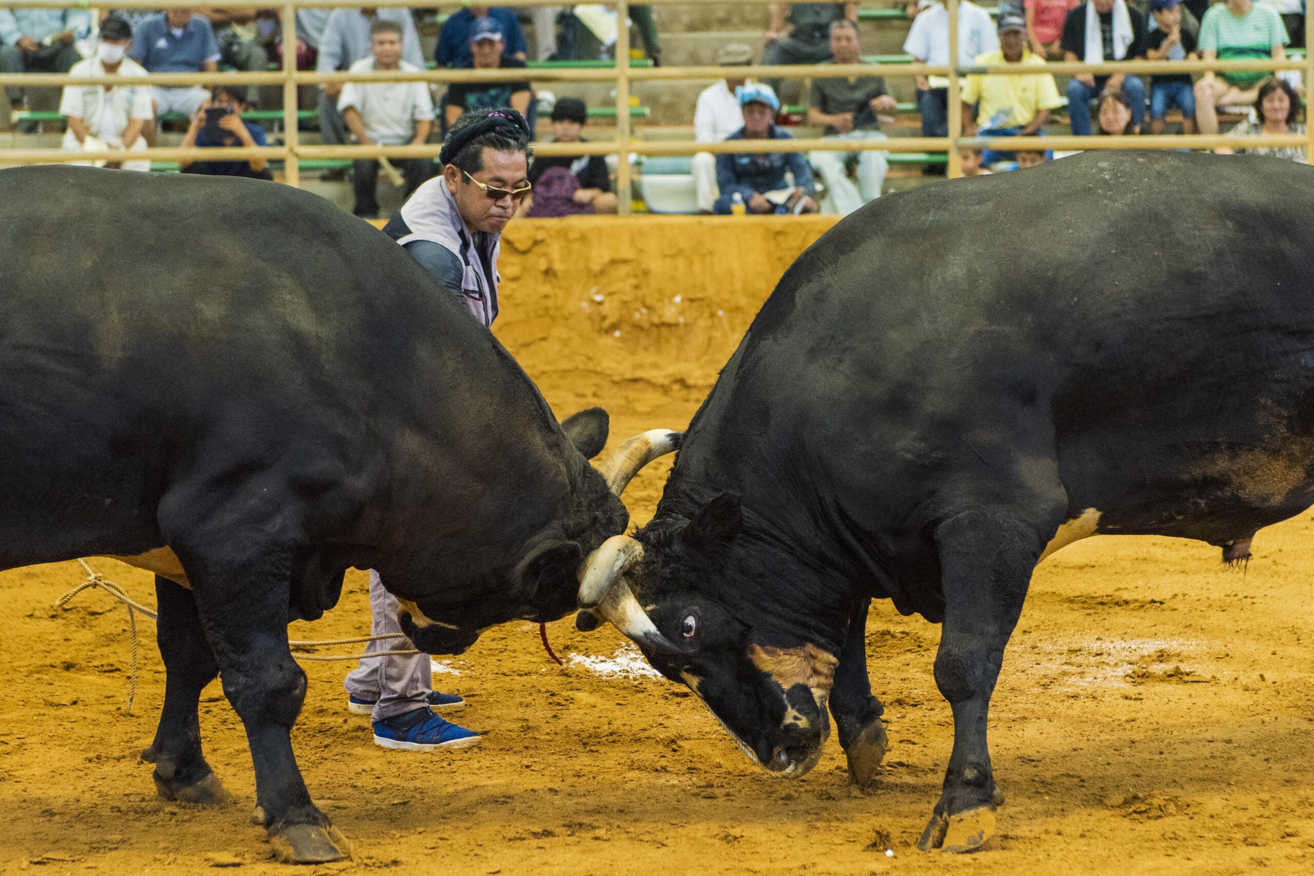 <p>bull fight </p>