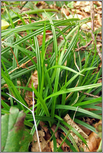 <p>shiny green leaves, erect then droopy</p>