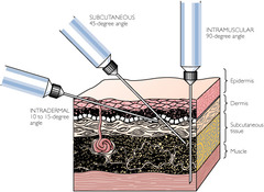 <p>*subcutaneous tissue*</p><p>-lies deep to the dermis</p><p>-loose connective tissue with an abundance of adipose cells.</p>