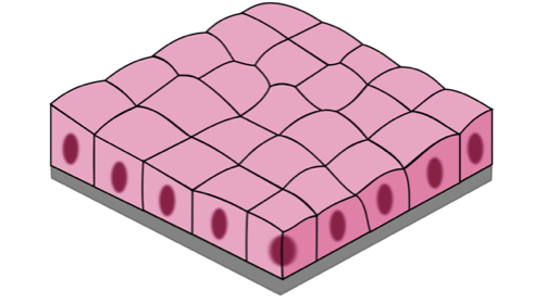 <p>-ducts and small gland s</p><p>-more protection </p>