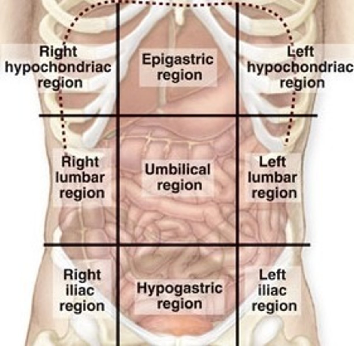 <p>1. right hypochondriac</p><p>2. epigastric</p><p>3. left hypochondriac</p><p>4. right lumbar</p><p>5. umbilical</p><p>6. left lumbar</p><p>7. right iliac</p><p>8. hypogastric</p><p>9. left iliac</p>