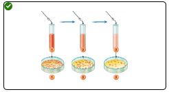 <p><span>Pour plating involves adding a sample to liquefied&nbsp;agar, and then pouring the agar into a plate to solidify.</span></p>