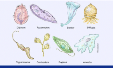 <p>Why do Protists Matter?</p>