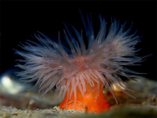 <p>sea anemone</p>