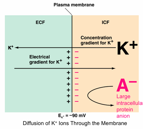 <ol><li><p>K+ tends to move out of the cell</p></li><li><p>Outside of the cell becomes more positive</p></li><li><p>Electrical gradient tends to move K+ into the cell</p></li><li><p>Electrical gradient counterbalances gradient</p></li><li><p>No further net movement of K+ occurs</p></li></ol><p></p>