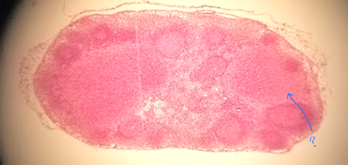 <p>what is outlined?</p>