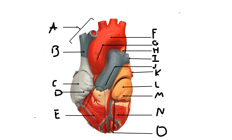 <p>I</p>