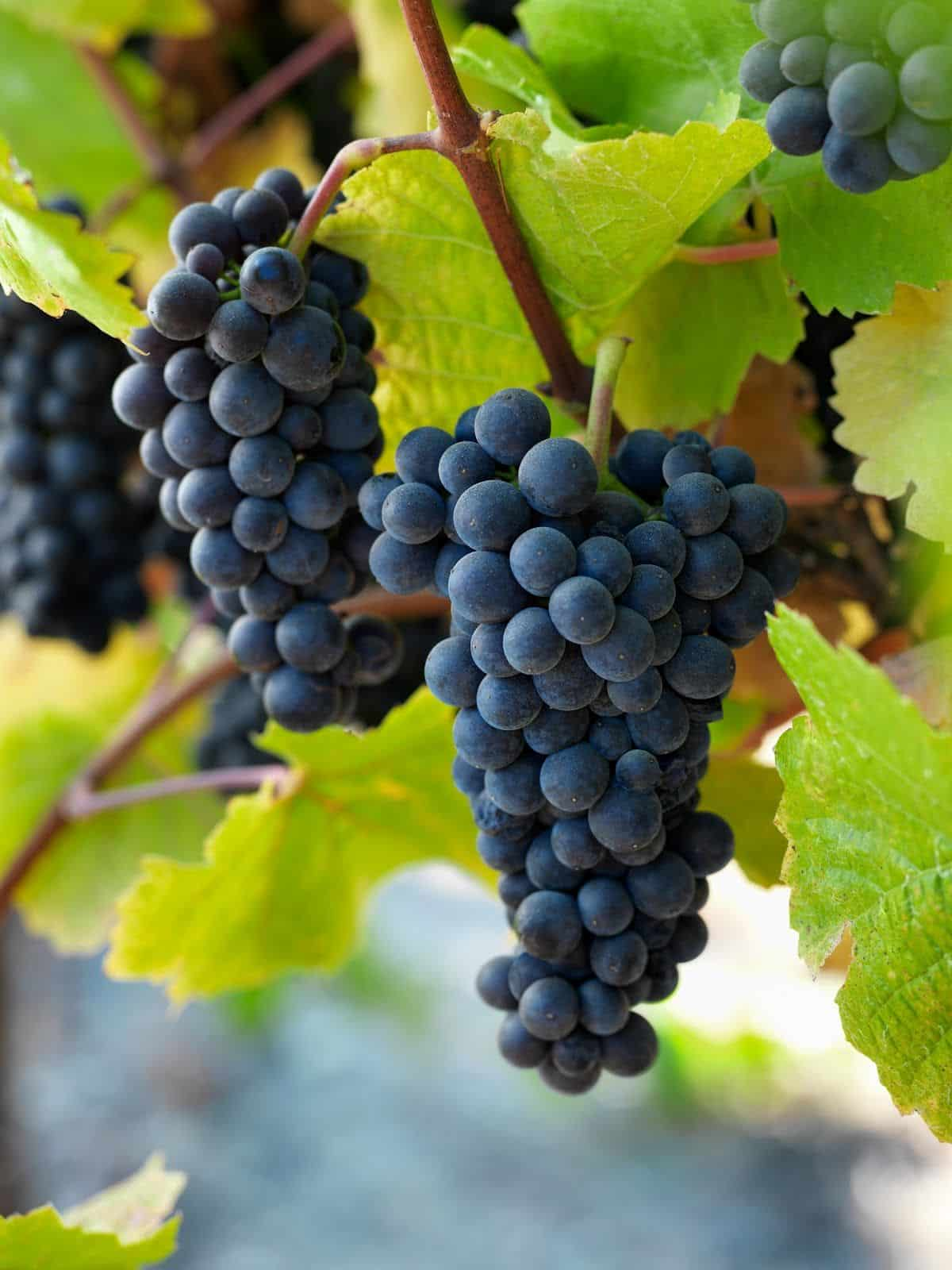 <p>Macropinocytosis - sampling surroundings to find antigens</p><ul><li><p>macro = big</p></li><li><p>pino = draping (think pinot like pinot noir)</p></li></ul><p></p>