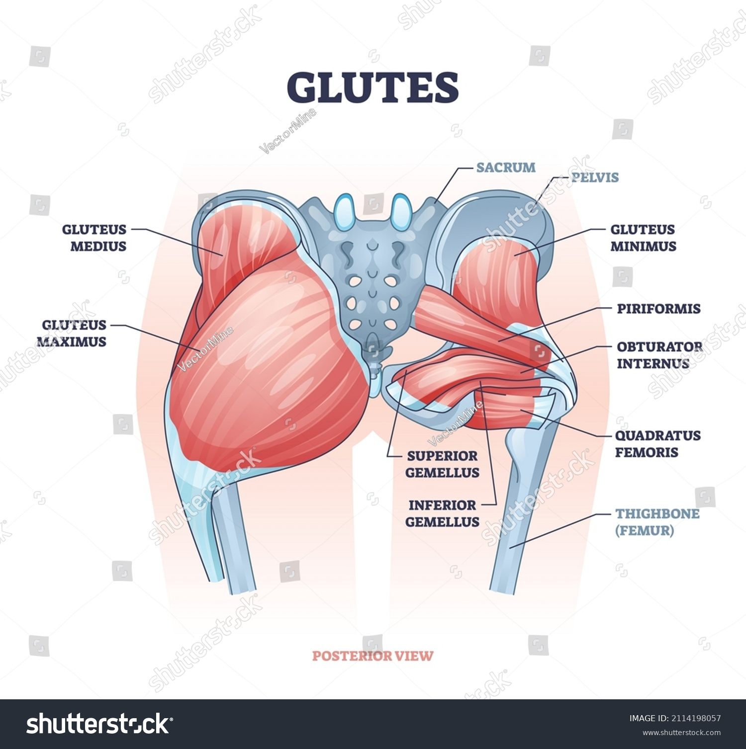 <p>gluteus maximus</p>
