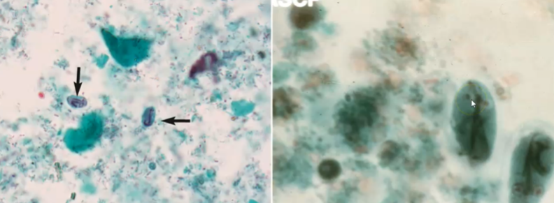 <p><span style="background-color: rgba(0, 0, 0, 0); line-height: 19.7625px;">What is the species in this photo and WHY?</span></p>