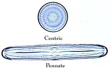<p>Quiz 2: Which protist may be centric or pennate?</p><p>a. diatom</p><p>b. dinoflagellate</p><p>c. brown algae</p><p>d. slime mold</p>