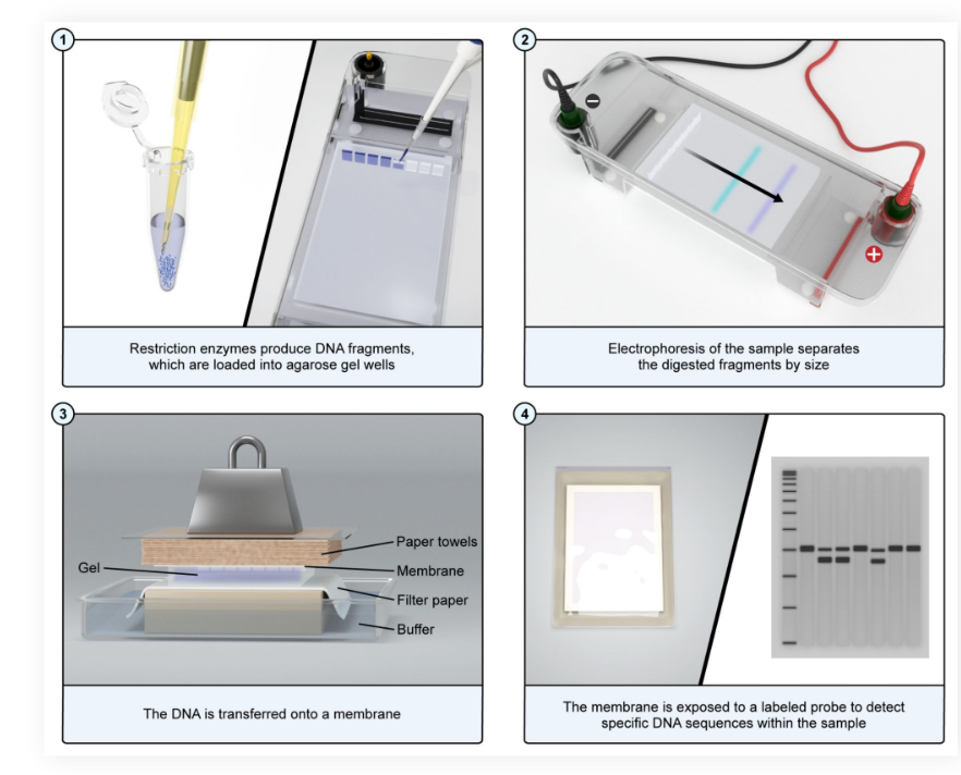 <ul><li><p>A technique used to identify fragments of a known <strong>DNA </strong>sequence within a large population of DNA</p></li><li><p>Electrophoresed <strong>DNA </strong>is separated into single strands</p></li><li><p>The strands are then identified via complementary <strong>DNA probes</strong></p></li></ul><p></p>