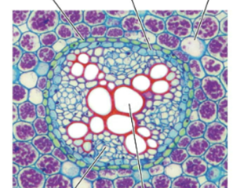 <p>What structure is this? </p>