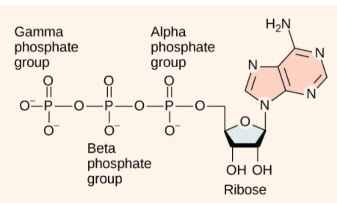 <p>a (alpha), B (beta), and Y (gamma) </p>