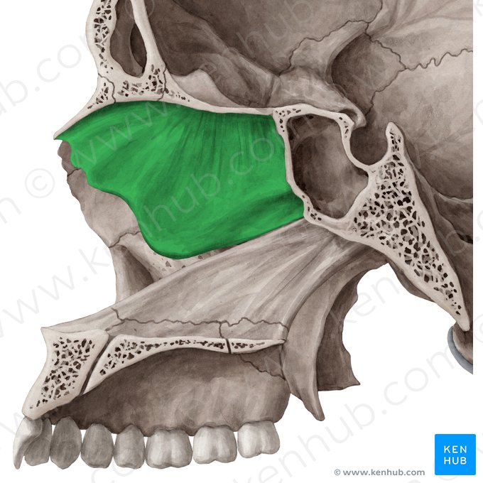 <p>rostacsont függőleges lemez (paries medialis)</p>