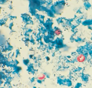 <p><span style="background-color: rgba(0, 0, 0, 0); line-height: 19.7625px;">What is the species in this photo and WHY?</span></p>