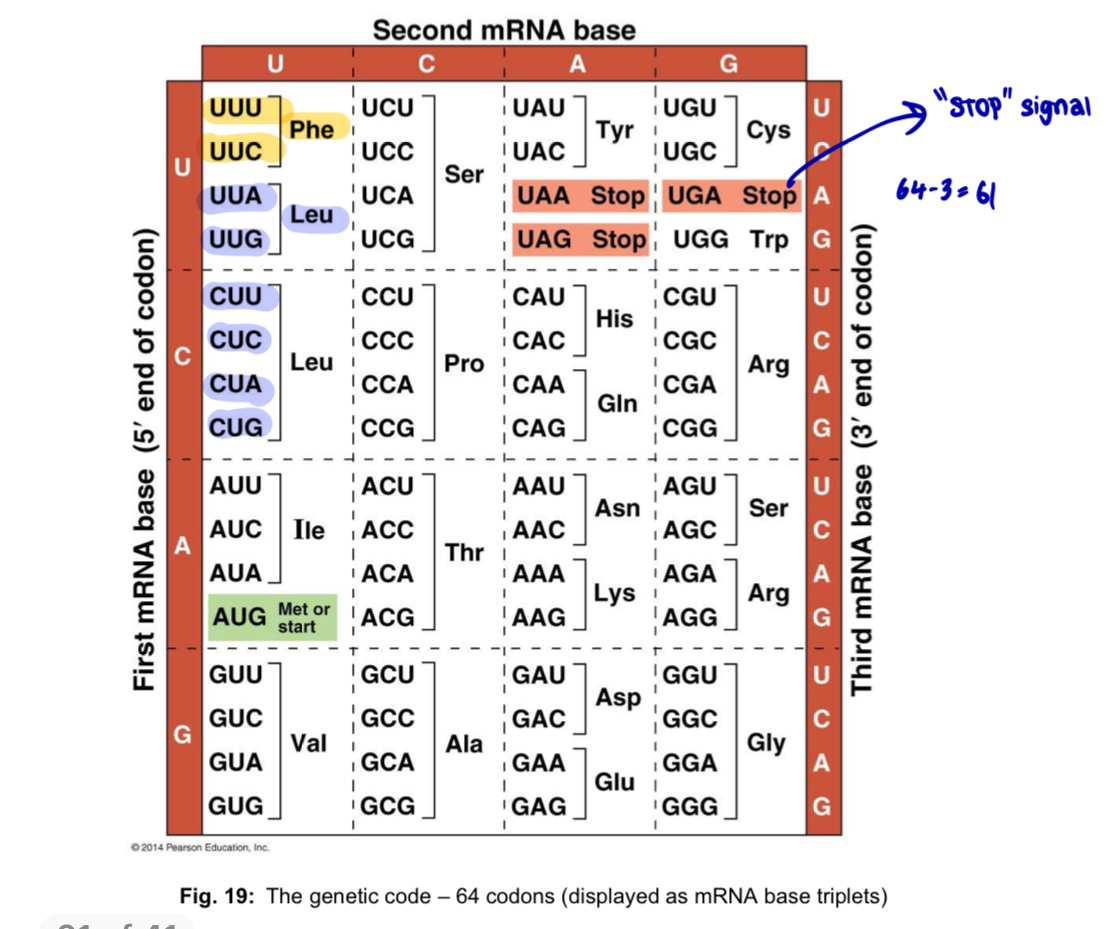 <ul><li><p>20 different amino acids in proteins, but only 4 different bases in DNA (A, G, C and T)</p></li><li><p>each amino acid is specified by a <strong>codon, a base triplet</strong></p></li><li><p>3-nucleotide codon (triplet code): 4³ = <strong>64 different codons </strong>possible (more than enough to code for all 20 a.a)</p></li></ul><p></p>