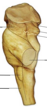 <p>Label this lateral view of the brainstem </p>