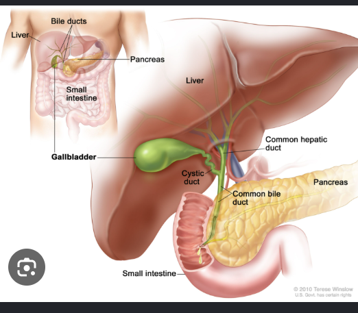 <ul><li><p>They are within the liver parenchyma.</p></li><li><p>They include right and left ducts.</p></li><li><p>Joins with cystic duct to form common bile duct</p></li></ul><p></p>