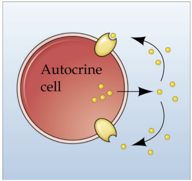 <p>a released chemical acts on the releasing cell</p>