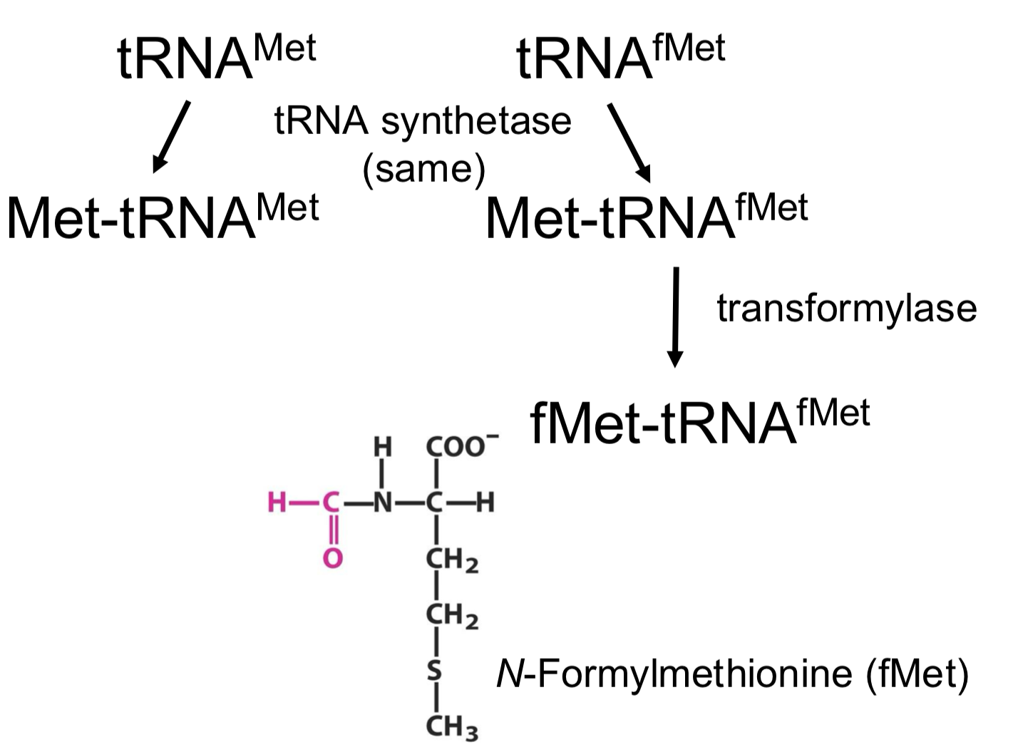 <ul><li><p>the tRNA<sup>fMet</sup> is a second tRNA for methionine</p></li><li><p>both tRNA<sup>Met</sup> (elongation) and tRNA<sup>fMet</sup> (initiation) have the same aminoacyl-tRNA synthetase</p></li><li><p>tRNA<sup>fMet</sup> recruits another enzyme that will modify the amino group of methionine (which then becomes the N-ter amino acid in the synthesized protein)</p></li></ul><p></p>