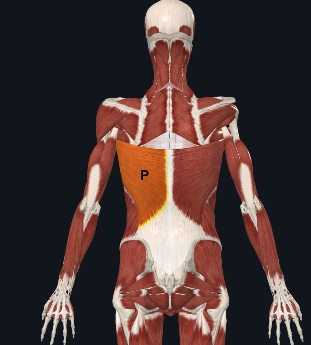 <p>P</p>