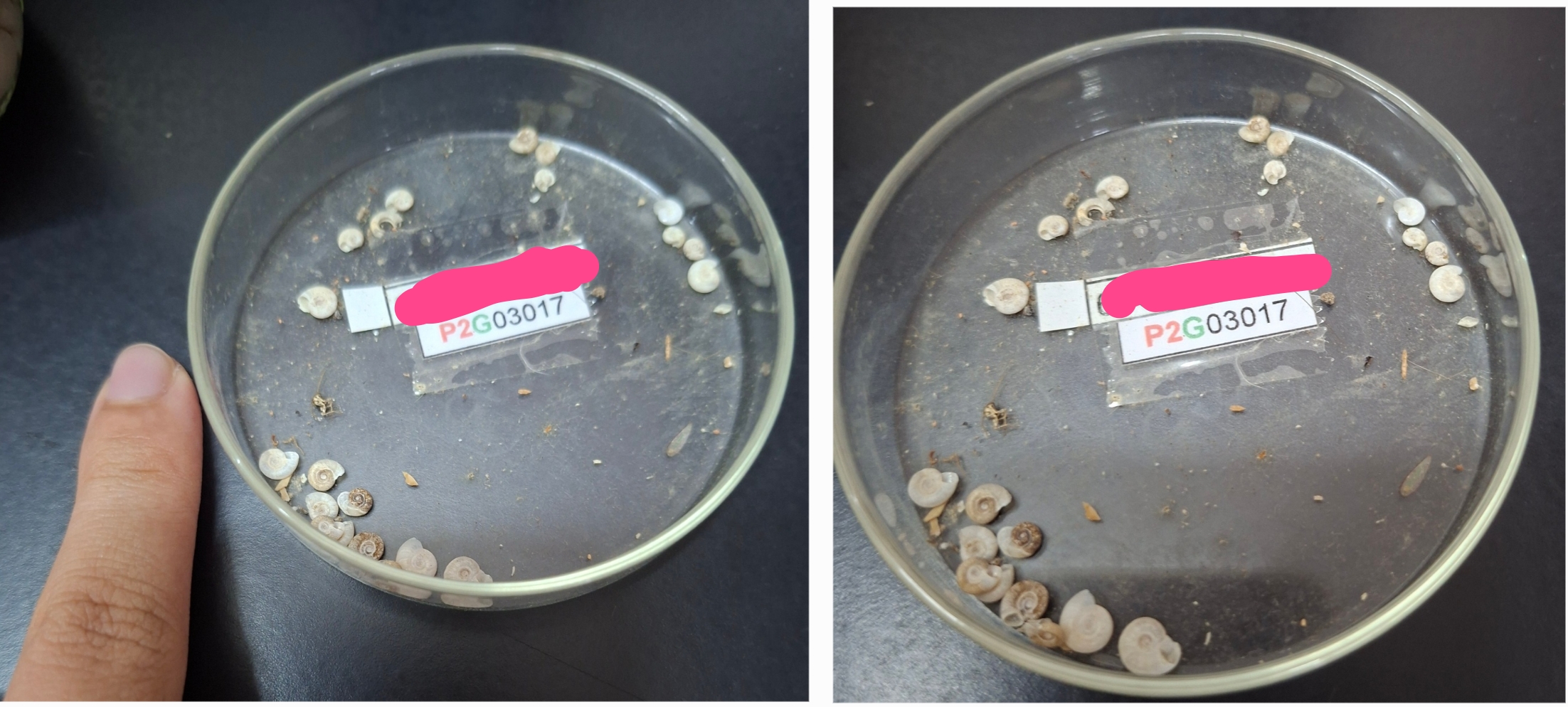 <p>Identification of Intermediate Host:</p><p>Parasite:</p><p>Organ loc:</p><p>Definitive Host:</p>