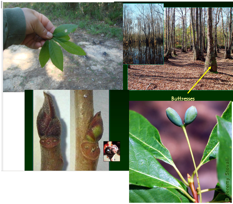 <p>•</p><p>Restricted to wet sites</p><p>•</p><p>Key Characters:</p><p>•</p><p>Buttressed trunks</p><p>•</p><p>Three bundle scars</p><p>•</p><p>Drupes in pairs</p><p>•</p><p>Smaller leaves than other Nyssa</p><p>normally fruits in pairs of 2 (bi) or sometimes 3</p>