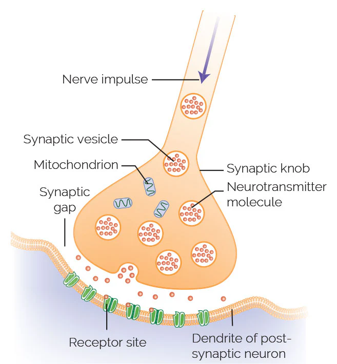 <p>In <strong>conductivity</strong>, the <u>“moving” action potential</u> is called a _______ or ______</p>