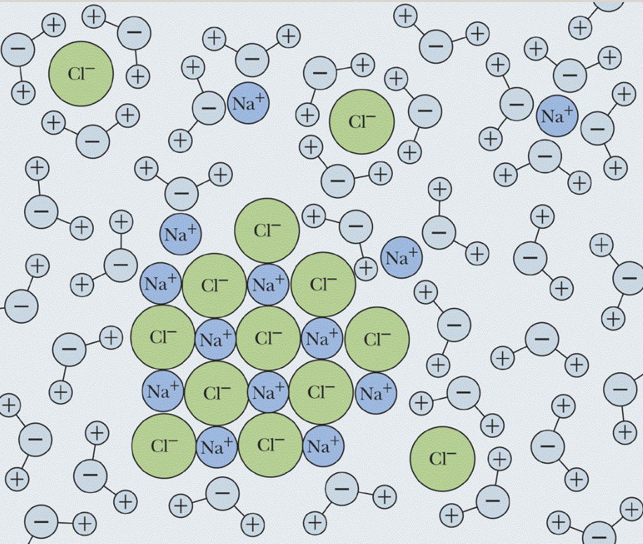 <p>Water molecules form hydration shells around ions in solution.</p>
